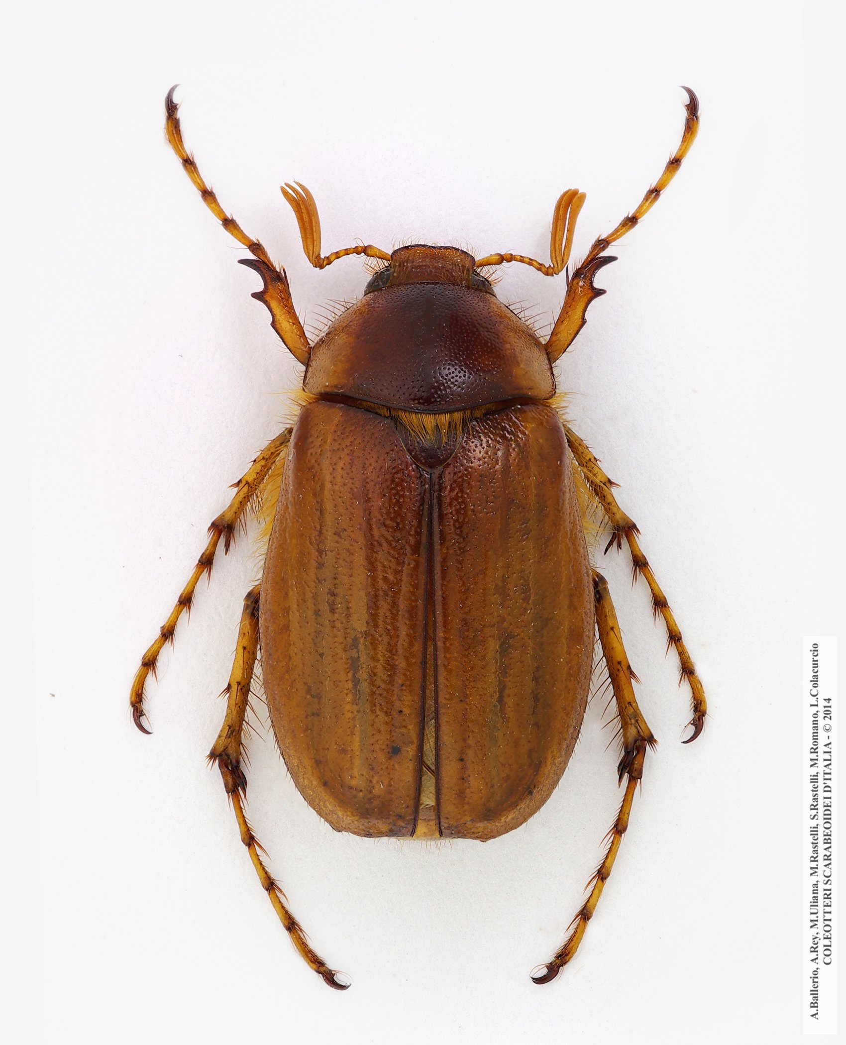 Geotrogus genei
